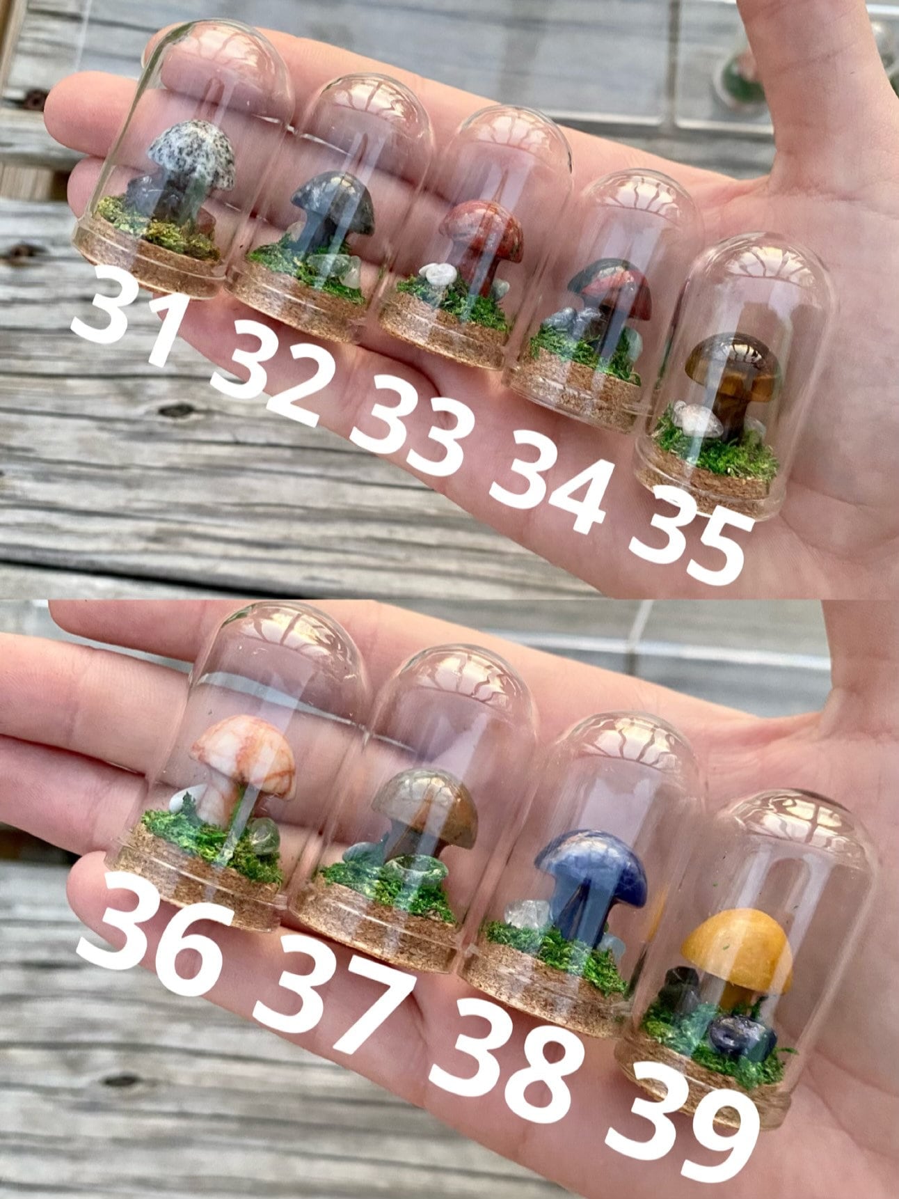 Mini Mushroom Terrariums|Choose your mushroom|Read Description