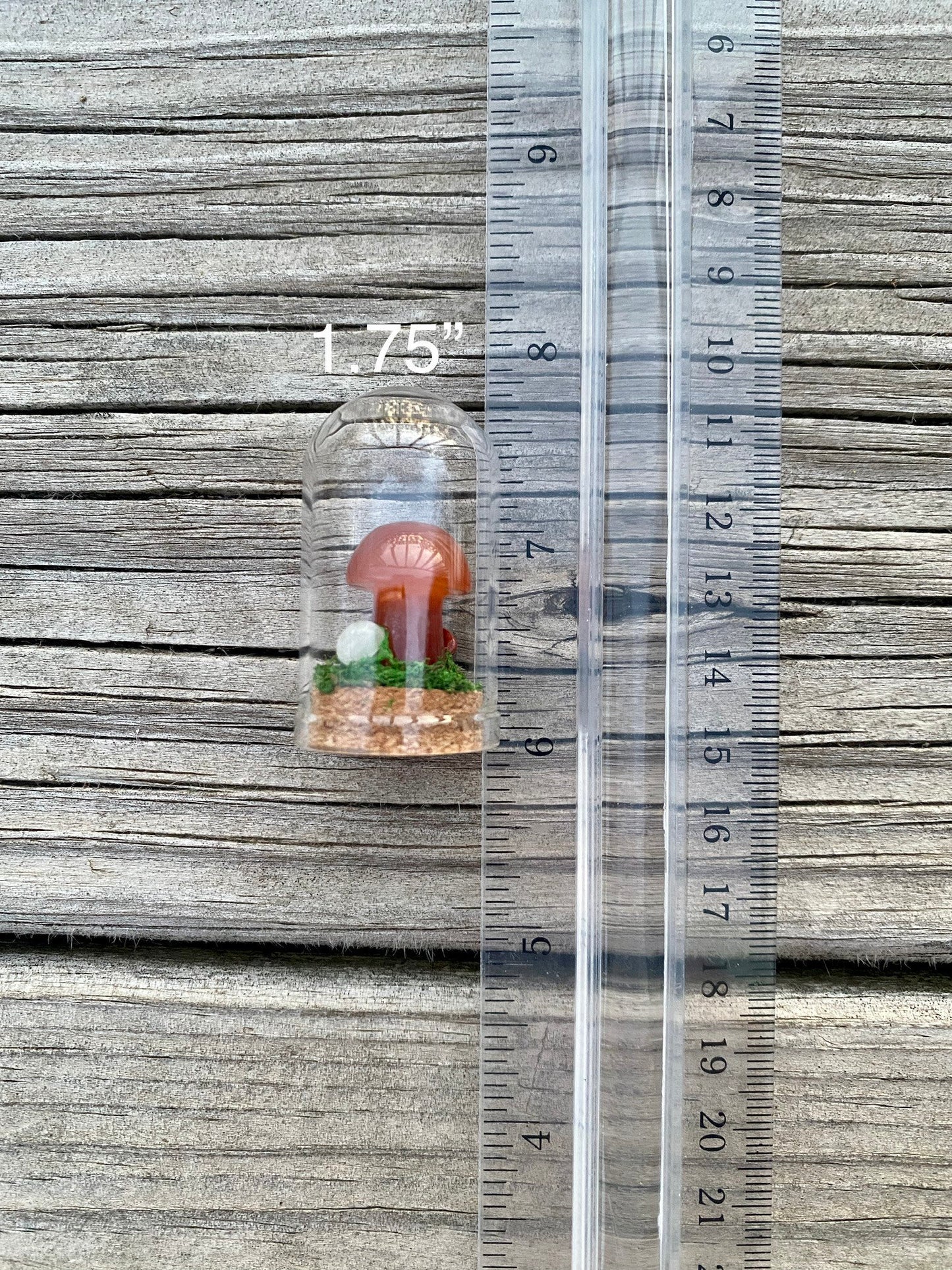 Mini Mushroom Terrariums|Choose your mushroom|Read Description