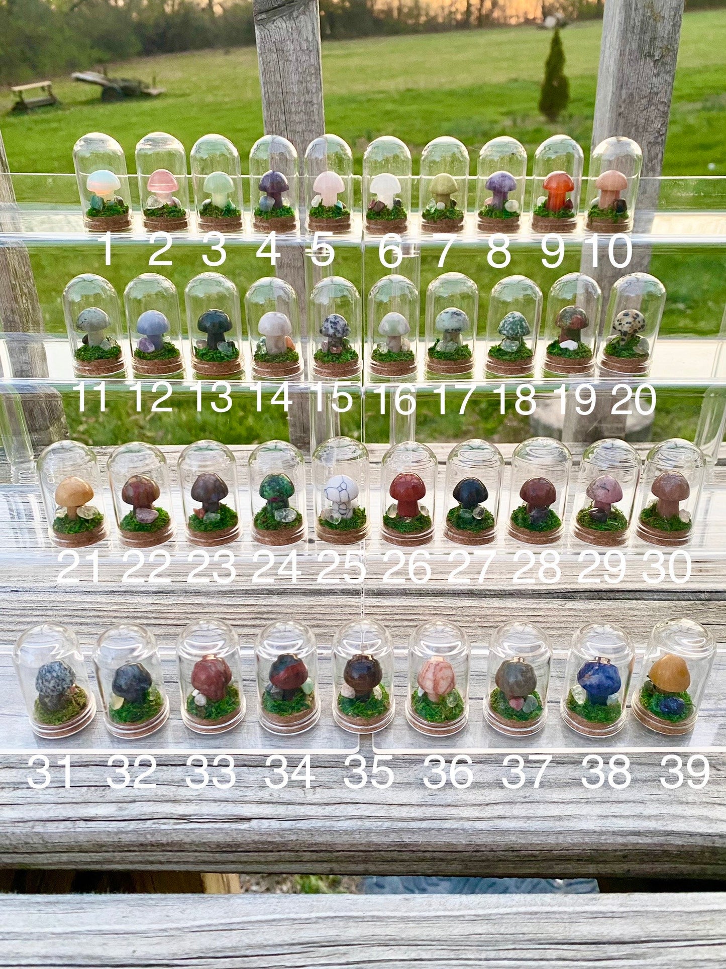 Mini Mushroom Terrariums|Choose your mushroom|Read Description