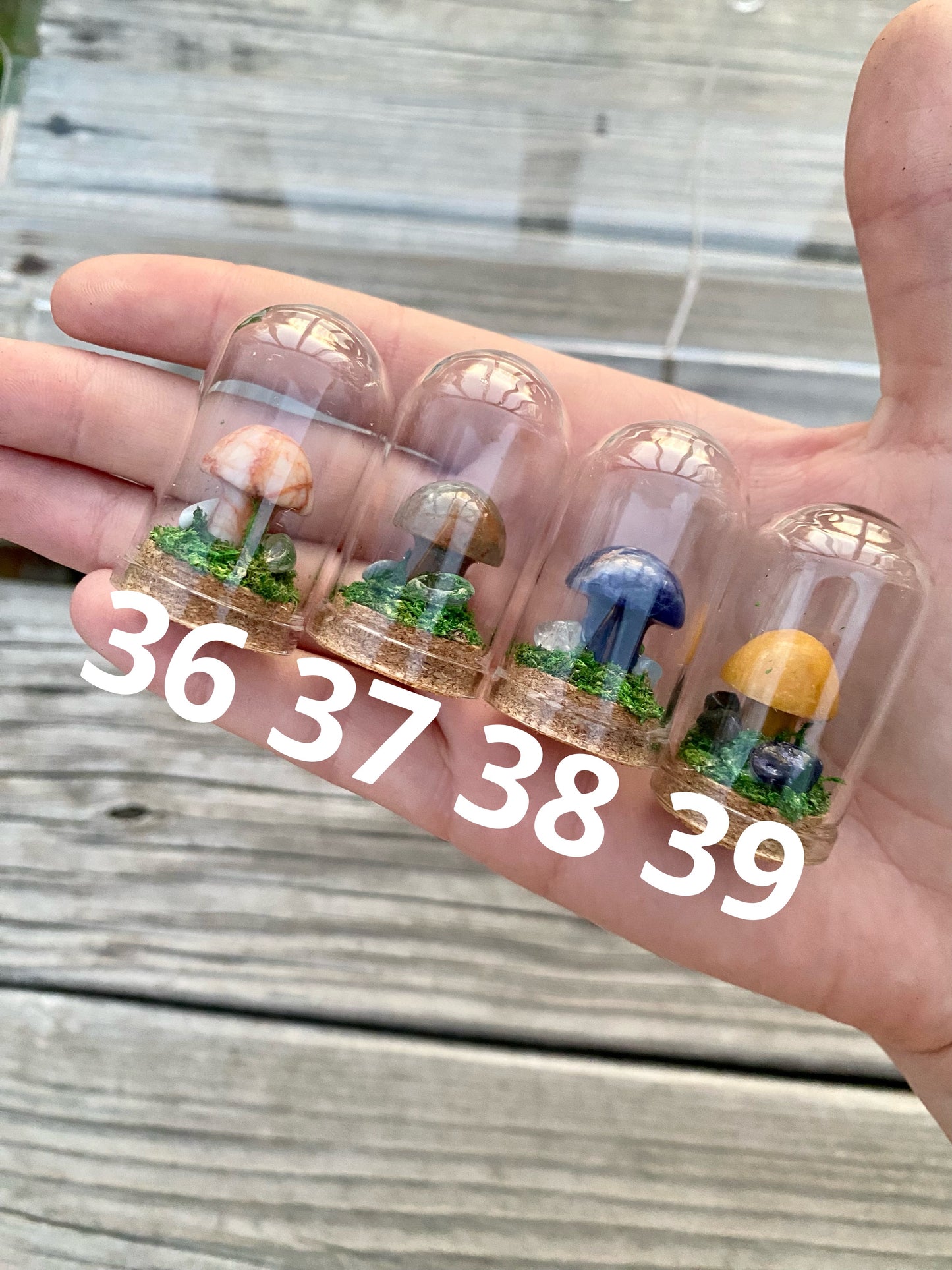 Mini Crystal Mushroom Terrariums| Choose Your Mushroom