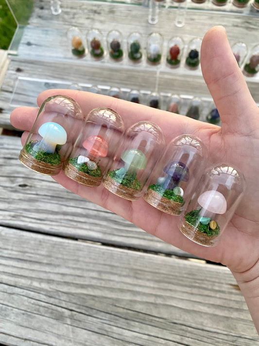 Mini Mushroom Terrariums|Choose your mushroom|Read Description